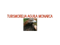 logo TURISMORELIA AGUILA MONARCA